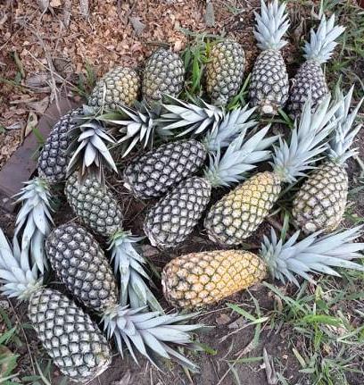 13/05/2020 Le marché européen de l’ananas très instable